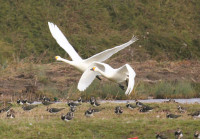Slimbridge Wetland Centre
